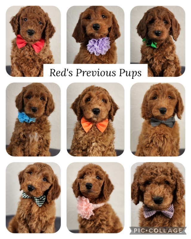 F1B Goldendoodles Parents are OFA & DNA Tested Dogs