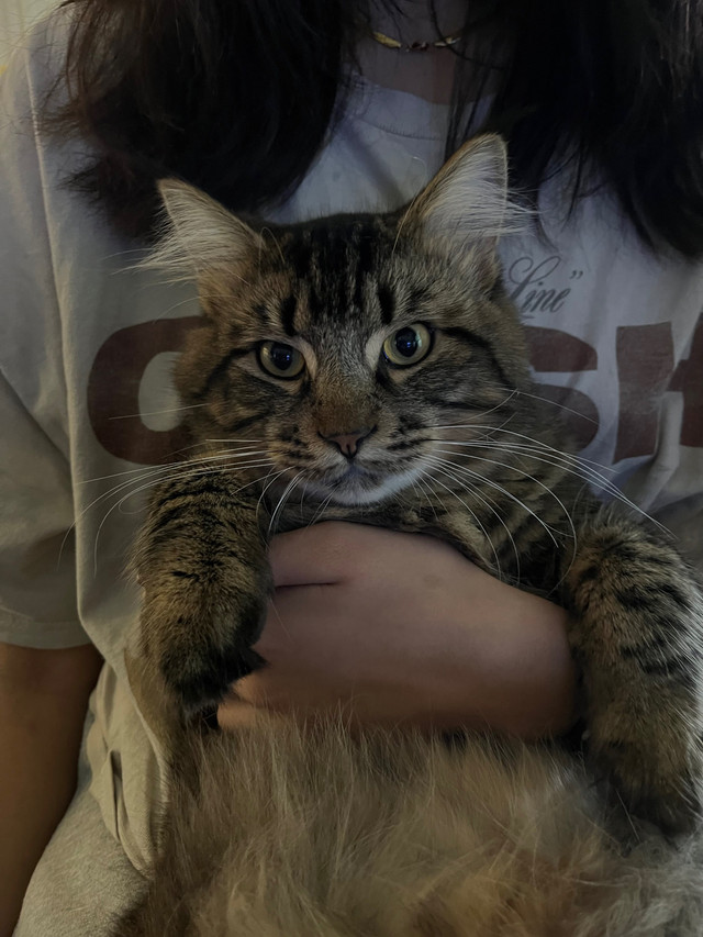 MALE Mainecoon cat in Cats & Kittens for Rehoming in Sunshine Coast - Image 2