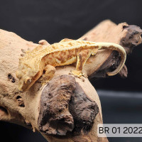  Alerte gecko de nouvelle Calédonie 