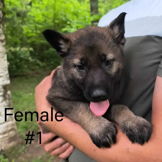 German Shepherd - Working Line Puppies - CKC in Dogs & Puppies for Rehoming in Kitchener / Waterloo - Image 5