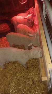 Ram lambs born Jan 24 th and Feb 12