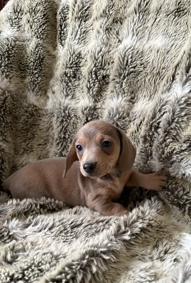 chihuahuax in Dogs & Puppies for Rehoming in Fredericton - Image 2