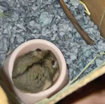 Small pet hamster , View more