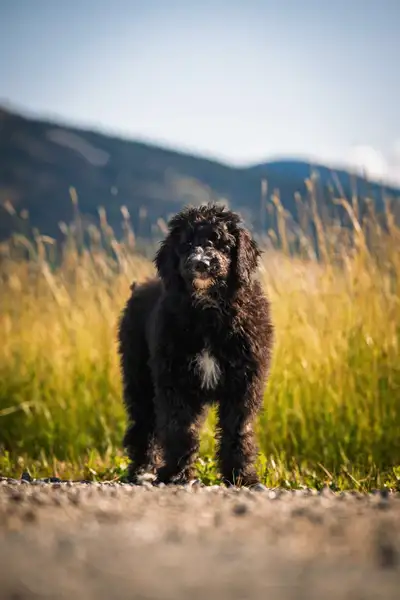F1B small Bernedoodle puppies, View more