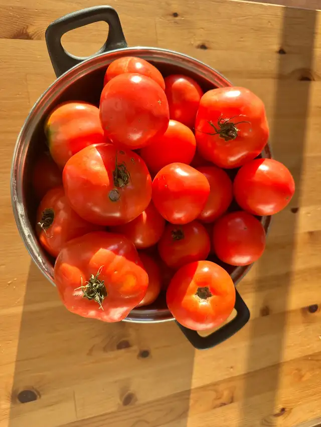 fresh organic garden tomatoes 