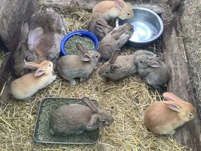 Purebred  Continental Giant Bunnies, View more