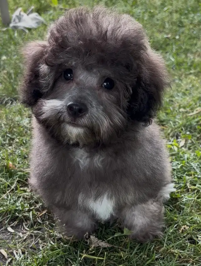 Mini Red Poodle x Bichon Puppy in Dogs & Puppies for Rehoming in Winnipeg - Image 4