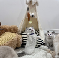 Adorable Ragdoll Kittens for Sale!