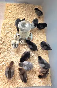 15 (Week Old) Chicks
