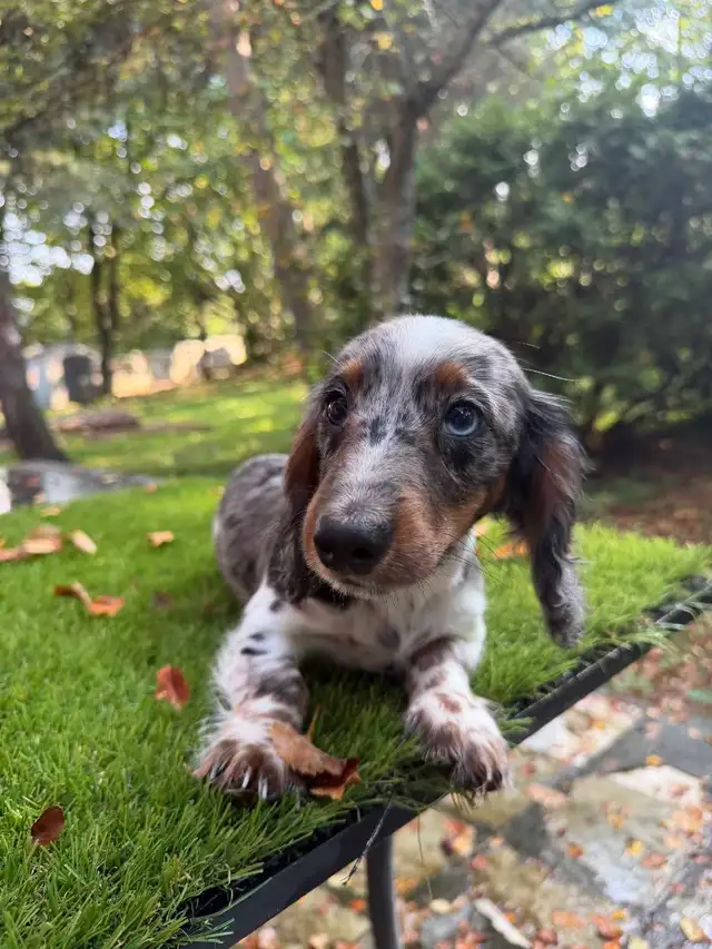 Long Hair Silver Dapple Mini Dachshund Puppy in Dogs & Puppies for Rehoming in Markham / York Region - Image 6