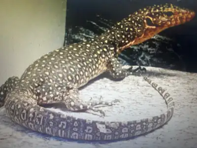 COOL NILE, MANGROVE AND SAVANNAH MONITORS, View more