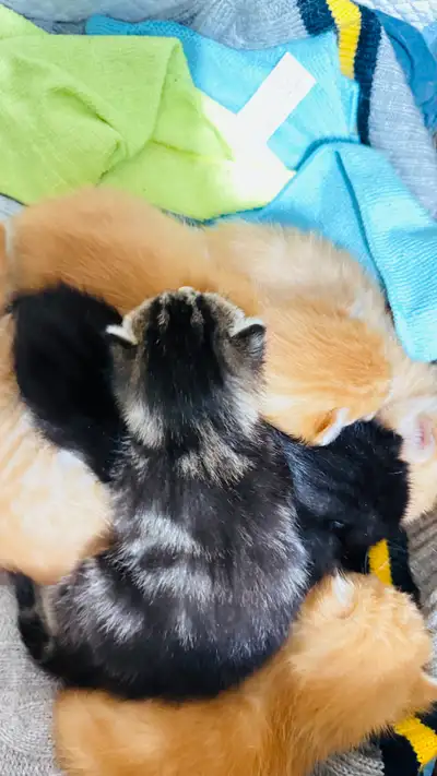 6 Adorable Kittens for Reservation – Born March 3, View more