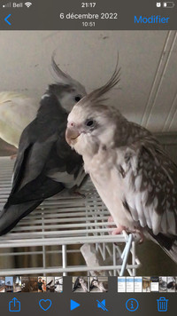 Couple de cockatiels 