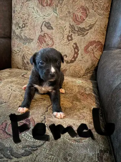 puppies ready to go today located Peterborough, View more