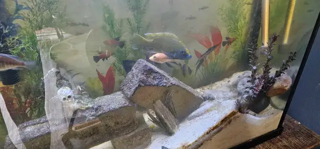 african chiclids  in Fish for Rehoming in London - Image 7