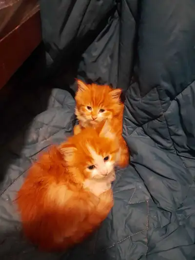 Maine coon mux, View more