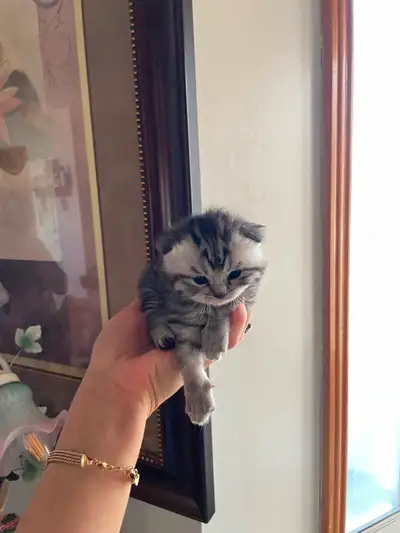 BRITISH SHORTHAIR PURE RACE, View more