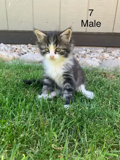 kittens ForSale, View more