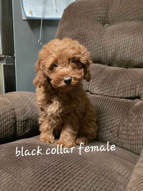 Only 4 females still available. Red/Dark apricot F1b mini Cockapoo pups If puppy is posted then YES...