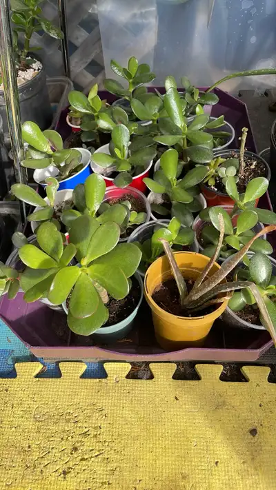 Jade bonsai FROM $5 Other succulents, Alhoe Vera Can do larger sales of 10,20,50 or more. Call/txt 4...