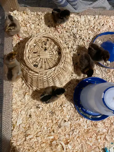 Blue Laced Red Wyandotte Chicks, View more