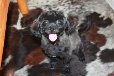 Adorable Shih-Poo Puppy Boy and Girl, View more