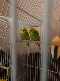 Sister budgies with all their supplies