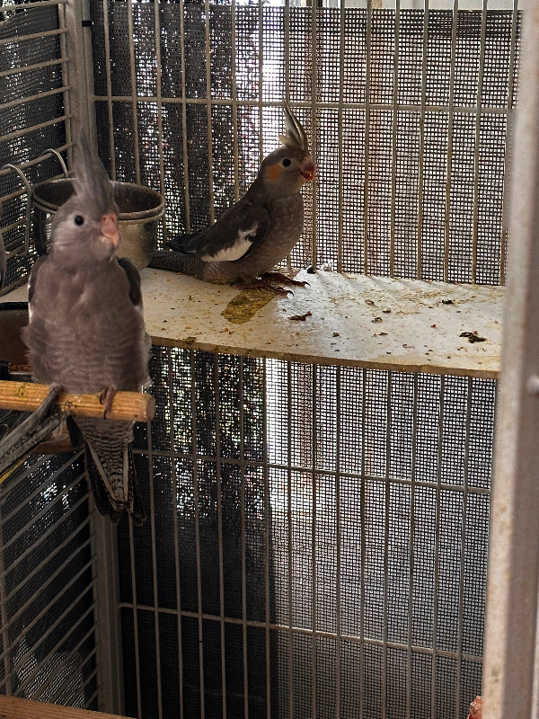 Cockatiel 3 mois dans Oiseaux à adopter  à Laval/Rive Nord - Image 3