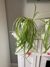 MEDIUM and LARGE SPIDER PLANTS:  -Super easy to grow! - Spider P