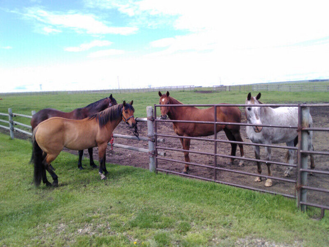 CROSSFIELD HORSE PARK From $325.00/mo. in Horses & Ponies for Rehoming in Calgary - Image 3