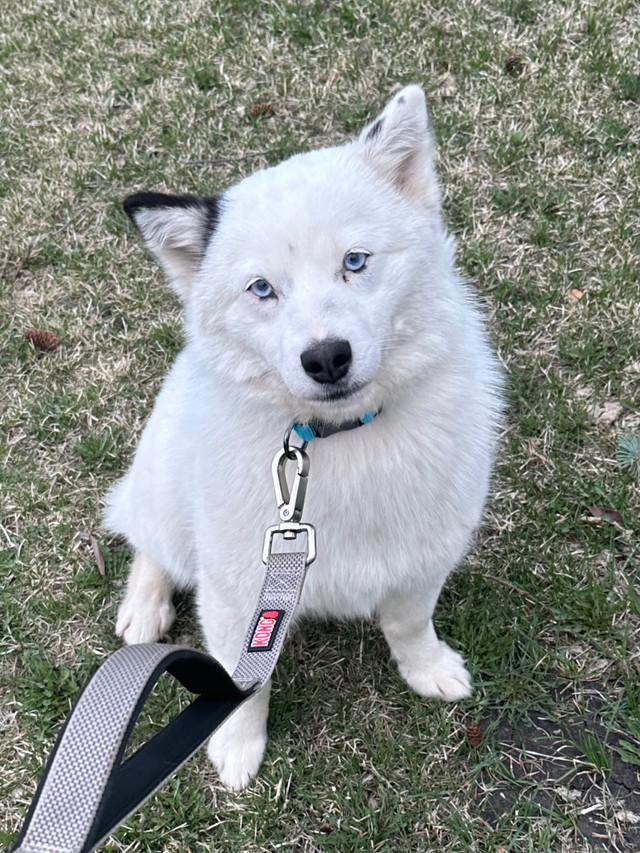 White Female Pomsky  in Dogs & Puppies for Rehoming in Edmonton