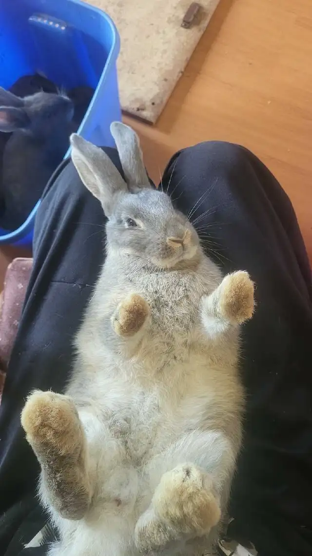Rabbit Gender Identification in Animal & Pet Services in Moncton - Image 7