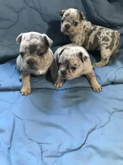 CKC FRECNH BULLDOG PUPPIES, View more