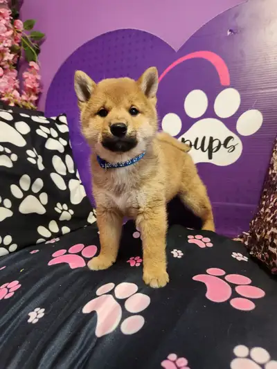 Shiba inu puppies* pure bloodlines ♡ CKC registered  parents, View more