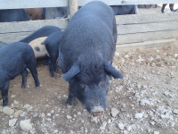 Mulefoot -Berkshire 2 year old boer pig