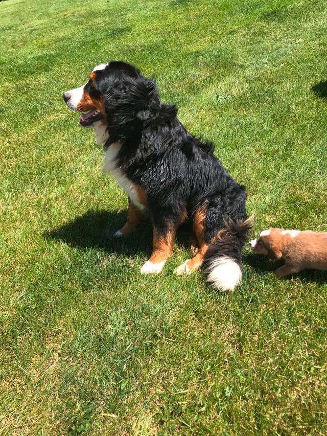 Bernese Mountain Puppies Cross in Dogs & Puppies for Rehoming in Kitchener / Waterloo