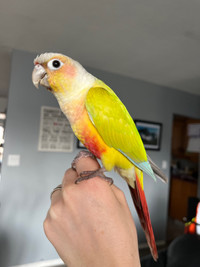Dilute Conure with EVERYTHING
