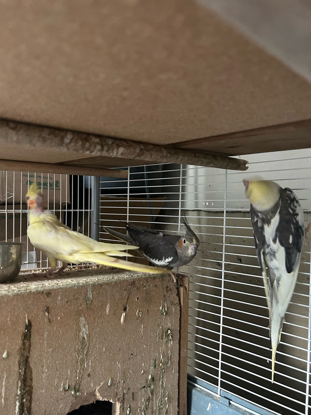 Cockatiel birds for sale dans Oiseaux à adopter  à Laval/Rive Nord - Image 4