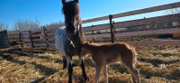 Broke pony and filly foal for sale