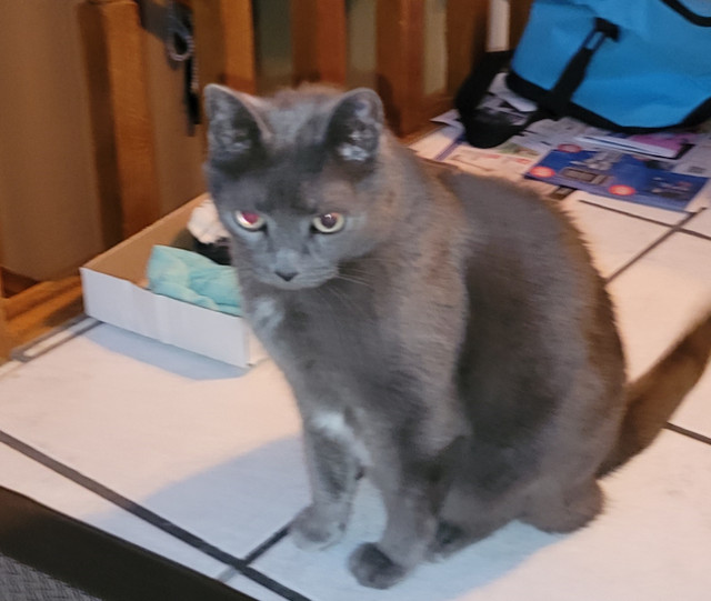 Cat, grey in Lost & Found in Edmonton