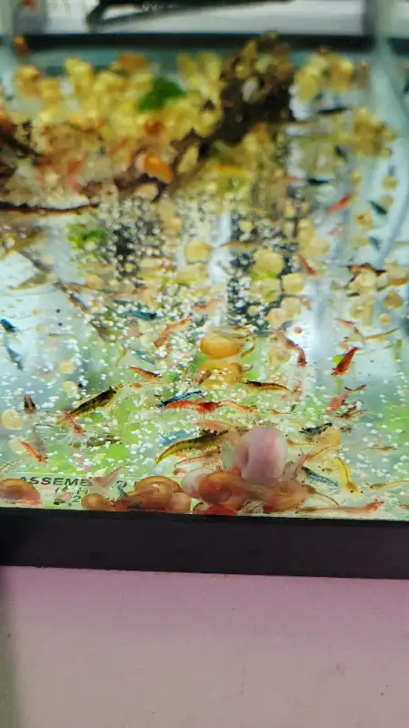 Shrimps for SALE! - Reds, Blues, Yellows, Greens and Mixed! in Fish for Rehoming in Woodstock - Image 9