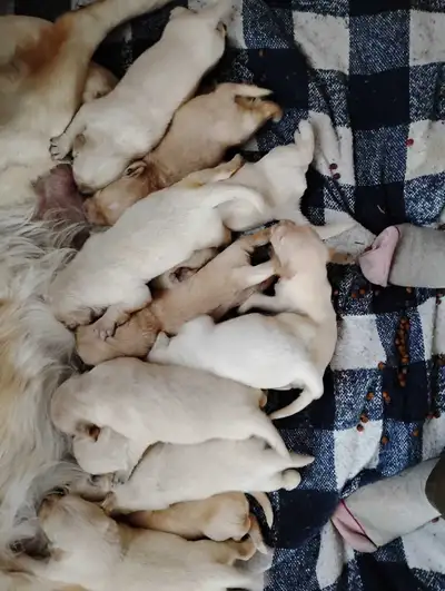 chiots Golden retriever prêt  Avril, View more