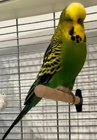 Très belle perruche anglaise verte mâle avec cage et +