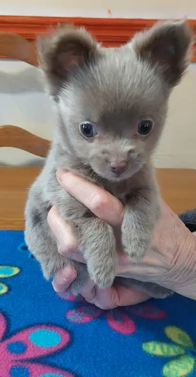 Chihuahua , très petits bébés , couleur rare !!!, View more