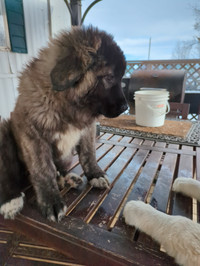3/4 Caucasian + 1/4 Pyrenees Puppies for sale - price reduced