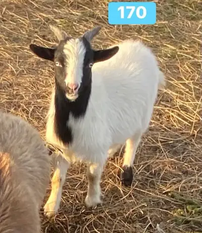 nigerian dwarf buckling , View more