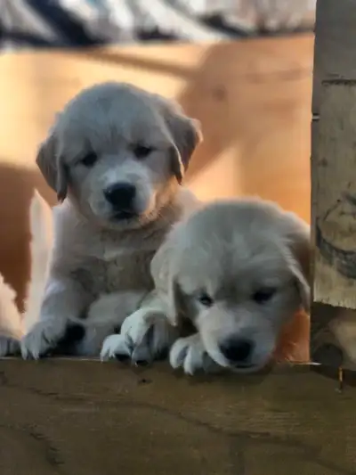 2 males golden retriever , View more