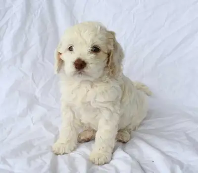 Cockapoo Puppies, View more