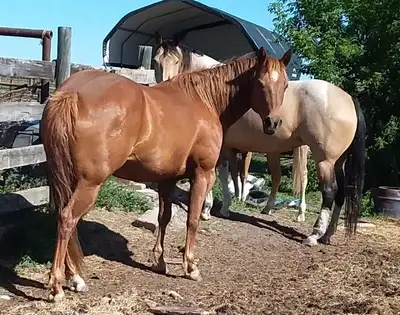 Paint and Quarter Horses For Sale, View more