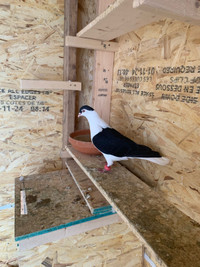 Afghan Pigeon 